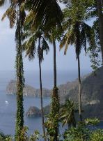 Palm trees and water in St Lucia