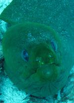 Moray eel while scuba diving in Bonaire