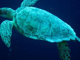 Turtle while scuba diving in Bonaire