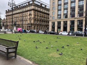 Pigeons in a park in downtown Glasgow